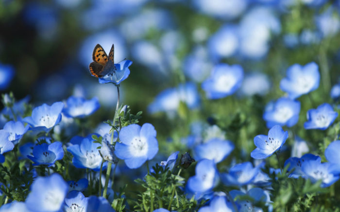 Wyraźny obiekt: motylek siedzący na niebieskim kwiatku; rozmyte tło - pole niebieskich kwiatków