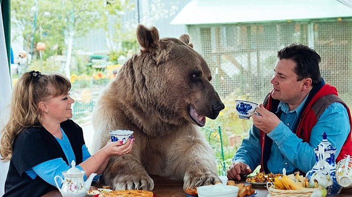 За столом сидят и пьют чай медведь, мужчина и женщина как одна большая межкультурная семья